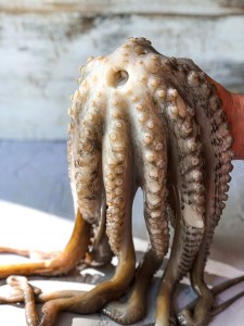 octopus